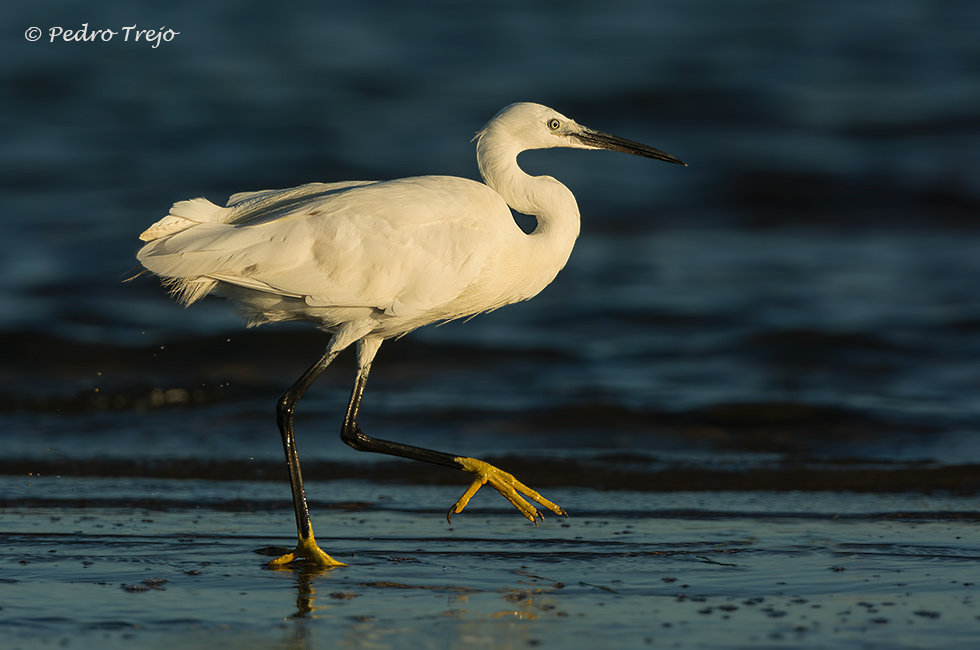 Garceta común (Egretta garzetta)